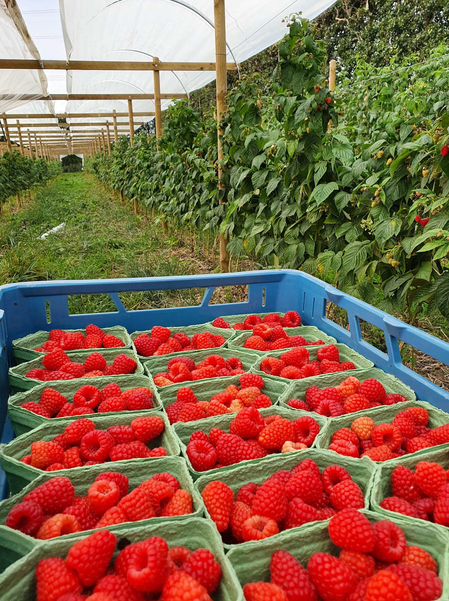 frambozen Ons fruit: Frambozen