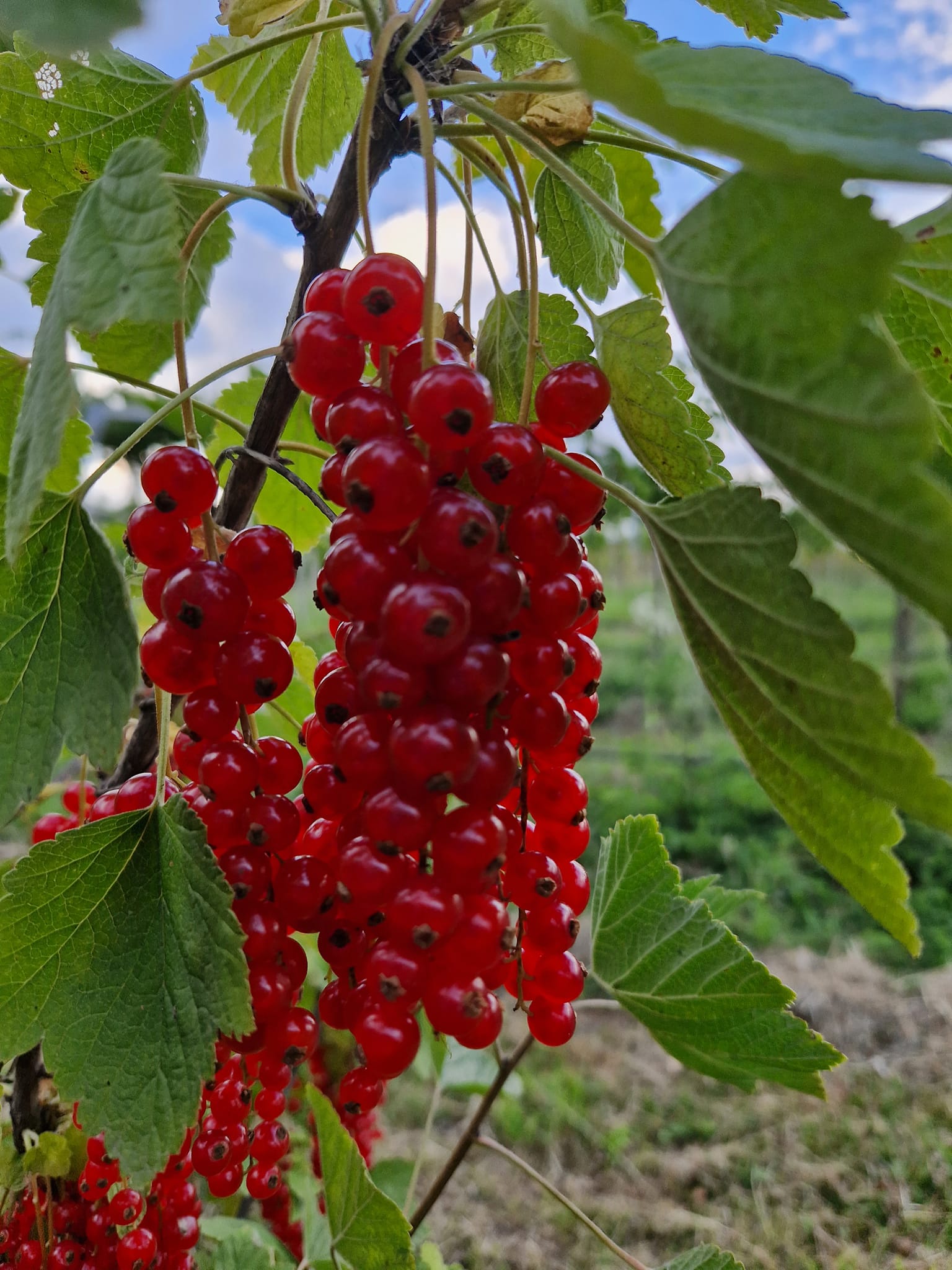358456774_1267679824075972_9027687053192485323_n Ons fruit: Aalbessen