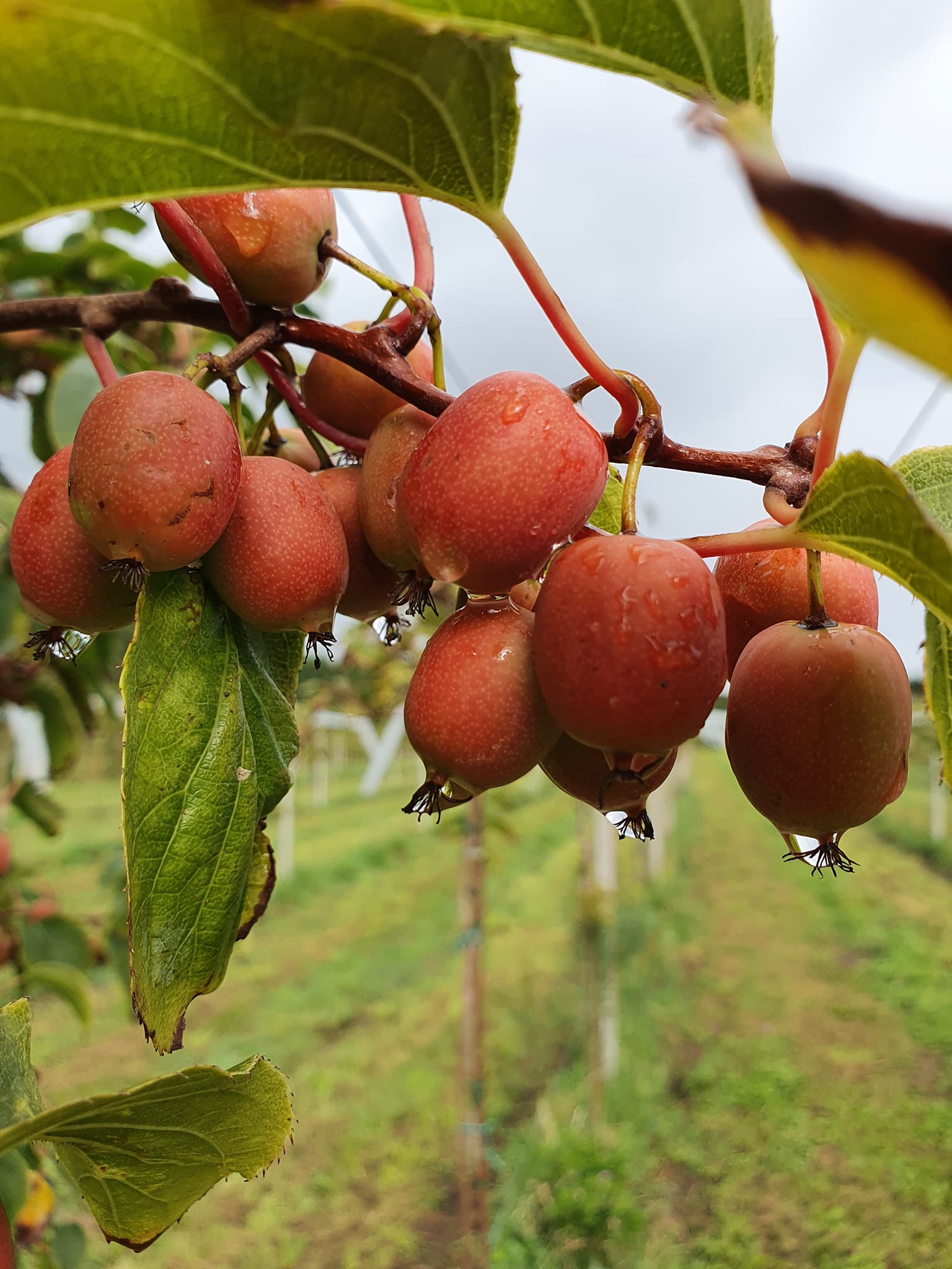 Kiwibes Ons fruit: Kiwibessen