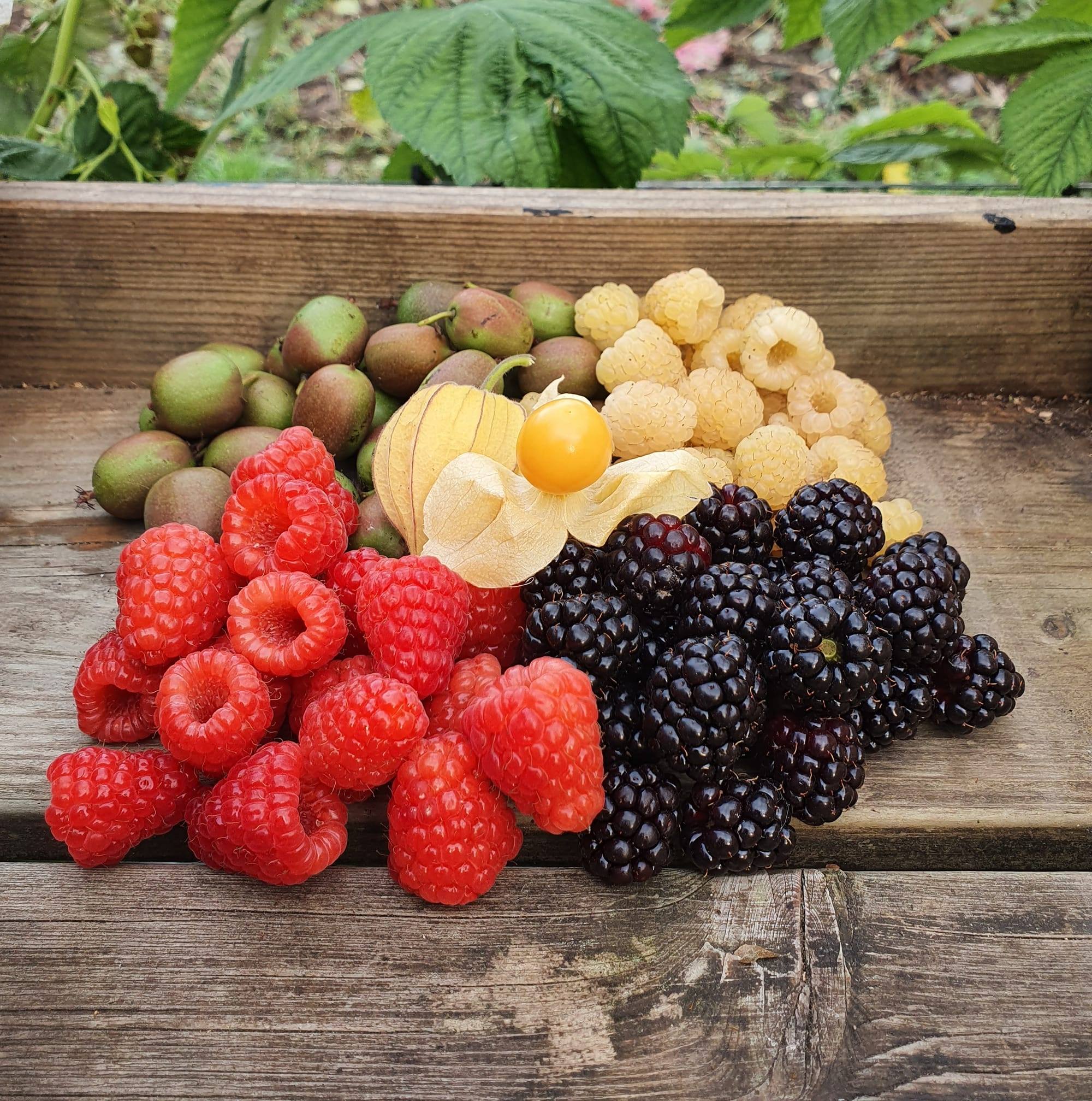 Ons fruit