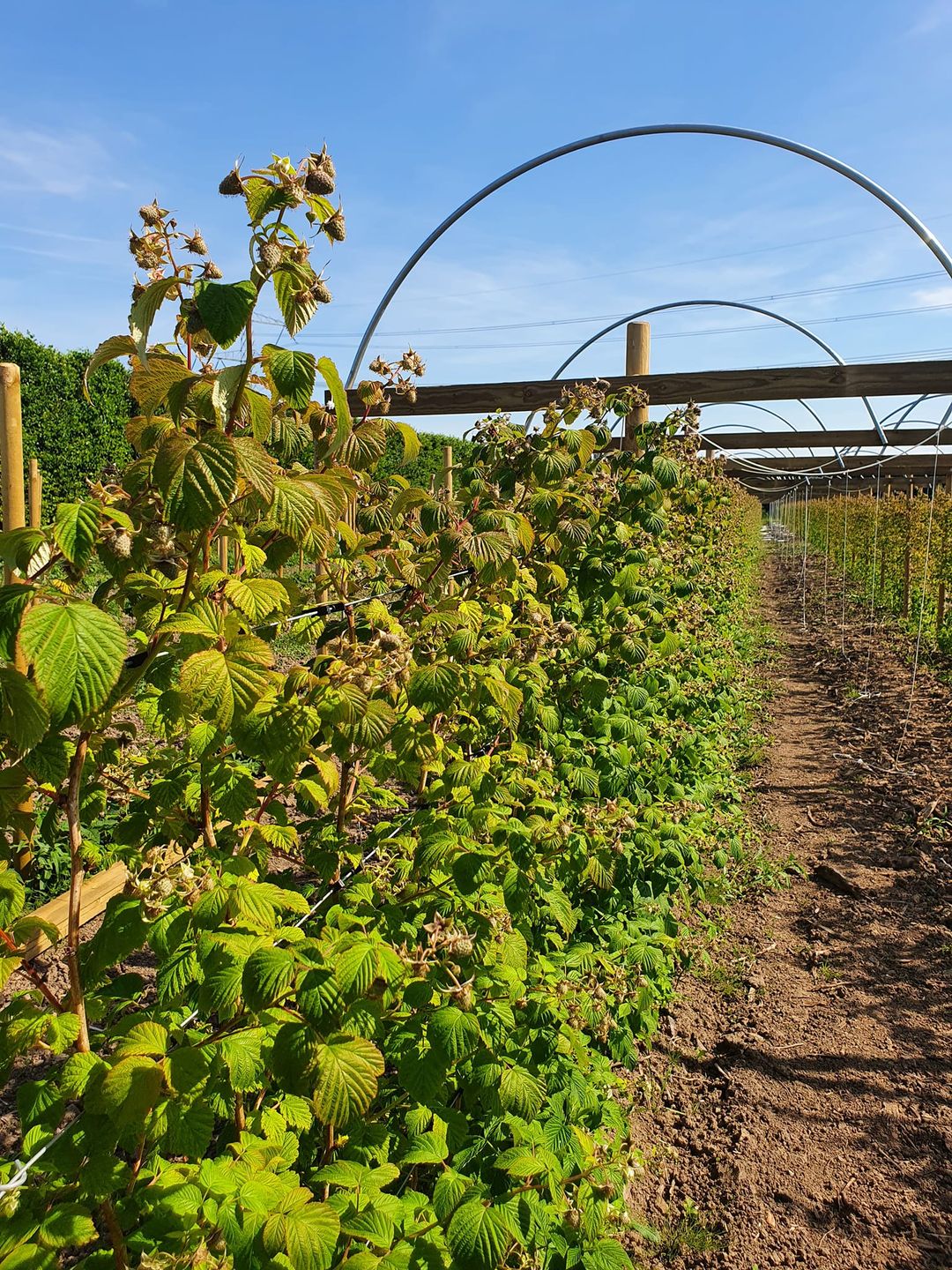 boomgaard De boomgaard van BesT Fruit