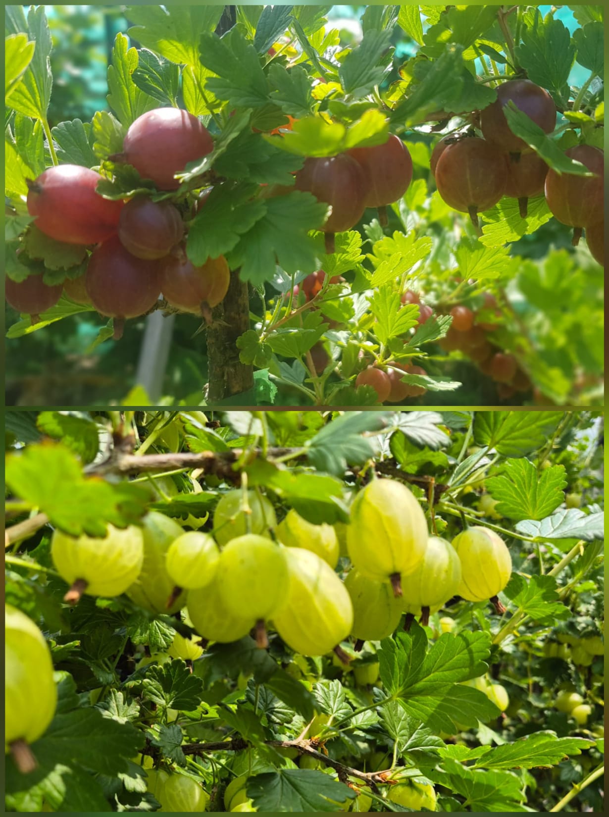 kruisbessen rood-groen