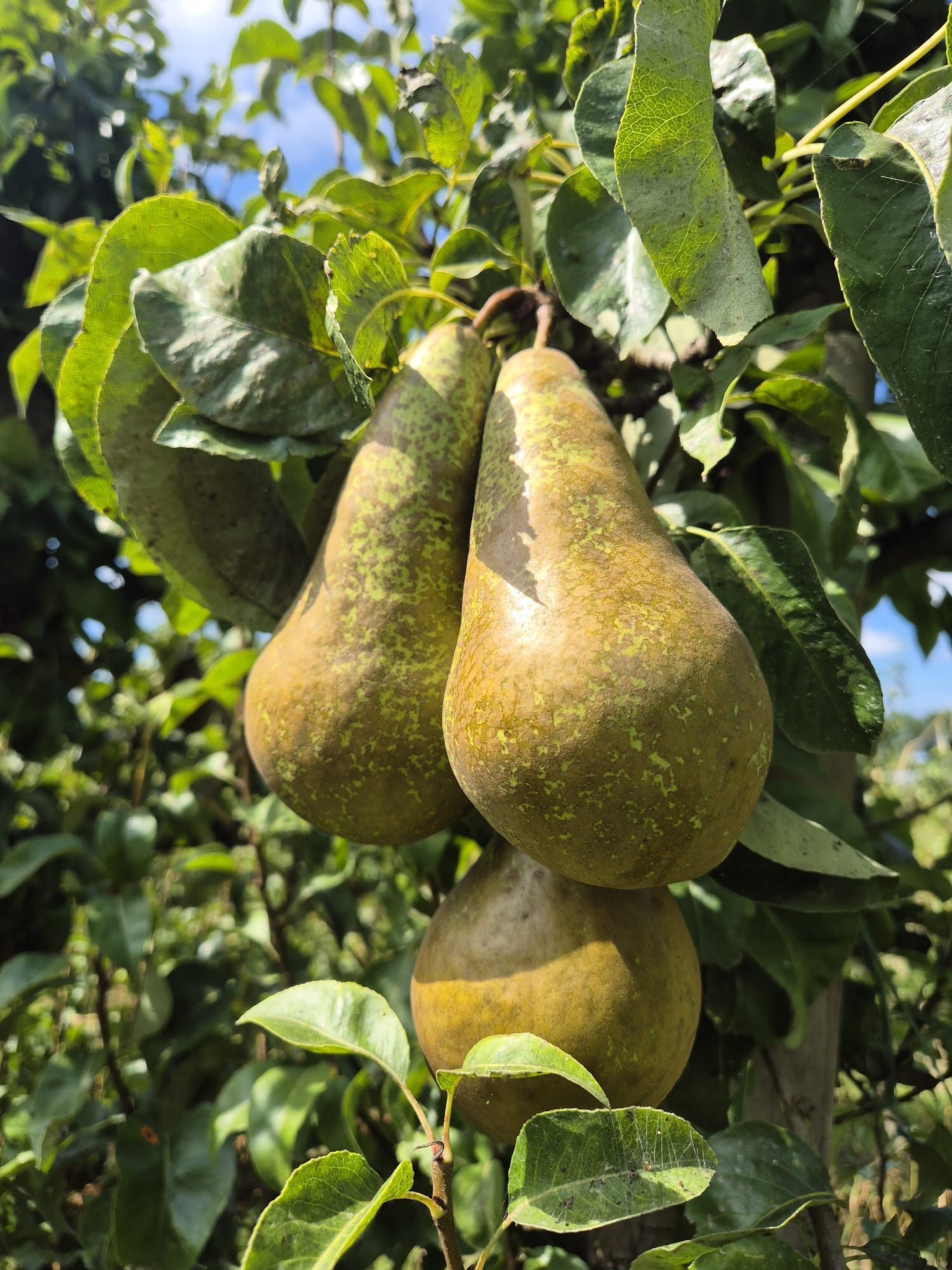 Peren