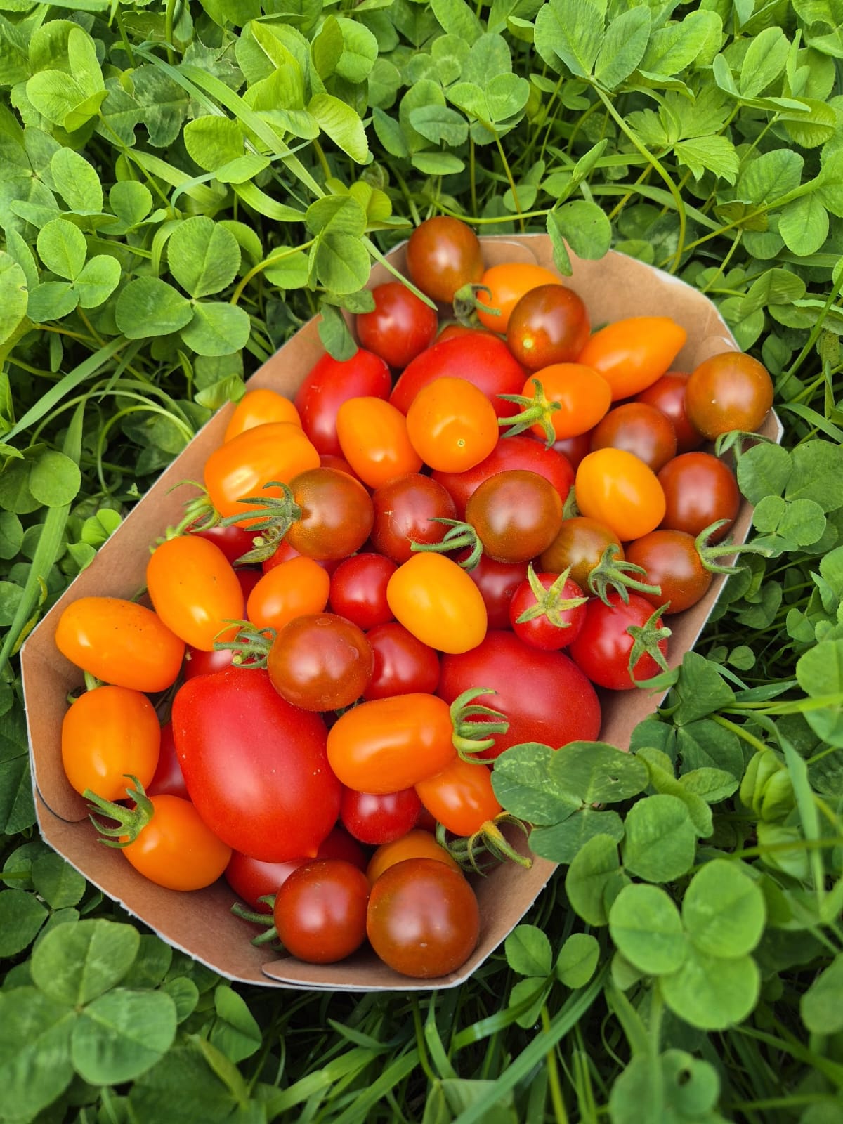 Tomaten